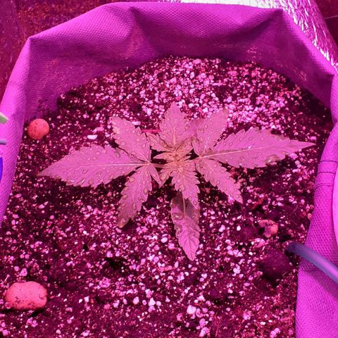 L.S.D. growlog timeline photo