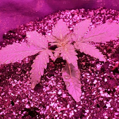 L.S.D. growlog timeline photo