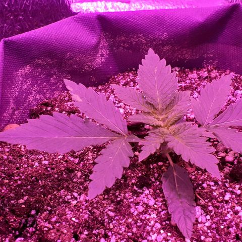 L.S.D. growlog timeline photo
