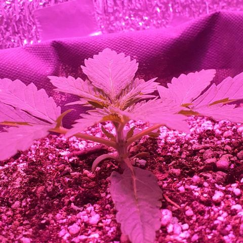 L.S.D. growlog timeline photo