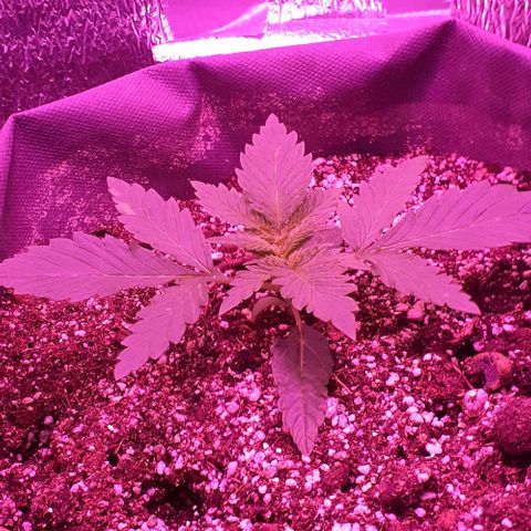 L.S.D. growlog timeline photo