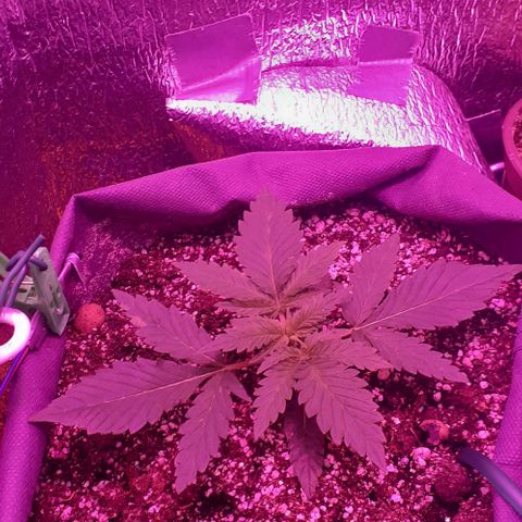 L.S.D. growlog timeline photo