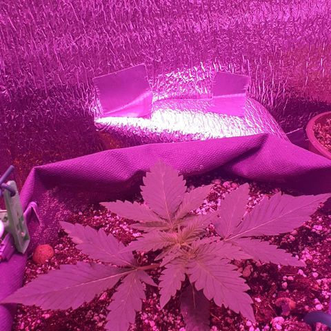 L.S.D. growlog timeline photo