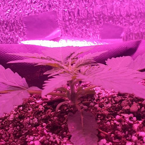 L.S.D. growlog timeline photo