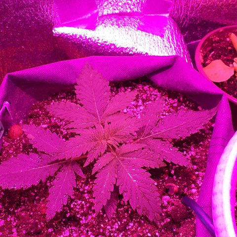 L.S.D. growlog timeline photo