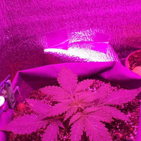 L.S.D. growlog timeline photo