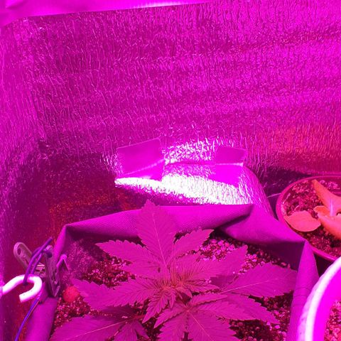 L.S.D. growlog timeline photo