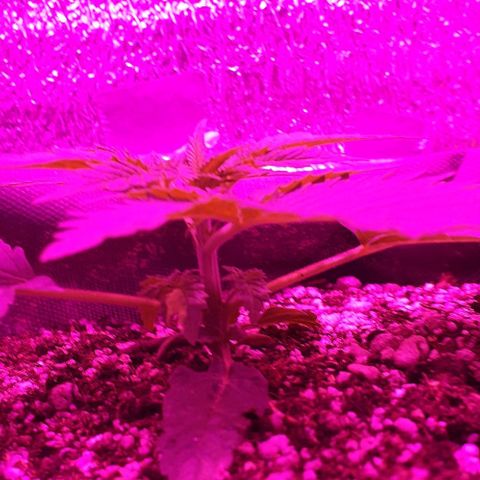 L.S.D. growlog timeline photo