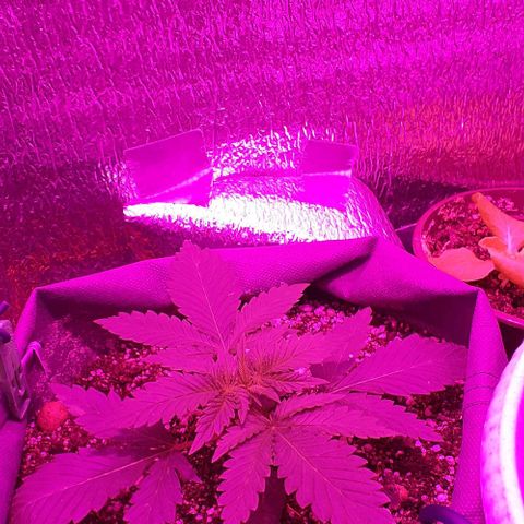 L.S.D. growlog timeline photo
