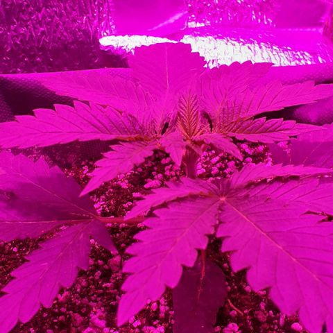 L.S.D. growlog timeline photo