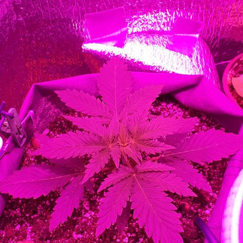 L.S.D. growlog timeline photo