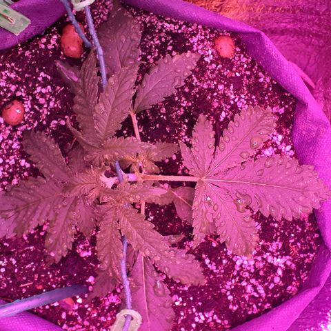 L.S.D. growlog timeline photo