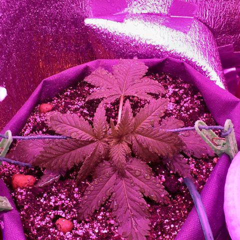 L.S.D. growlog timeline photo