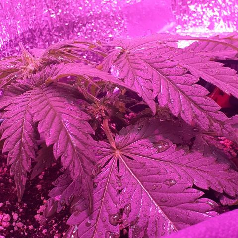 L.S.D. growlog timeline photo
