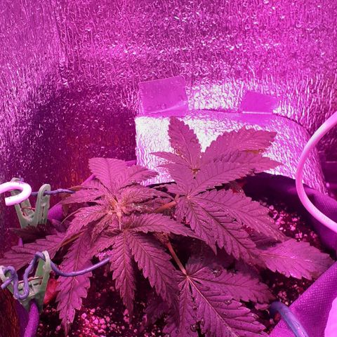 L.S.D. growlog timeline photo