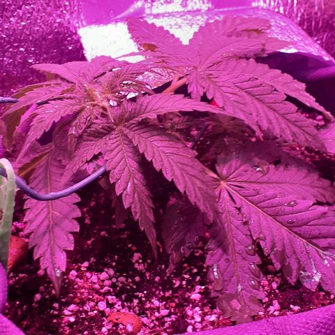 L.S.D. growlog timeline photo