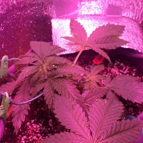 L.S.D. growlog timeline photo