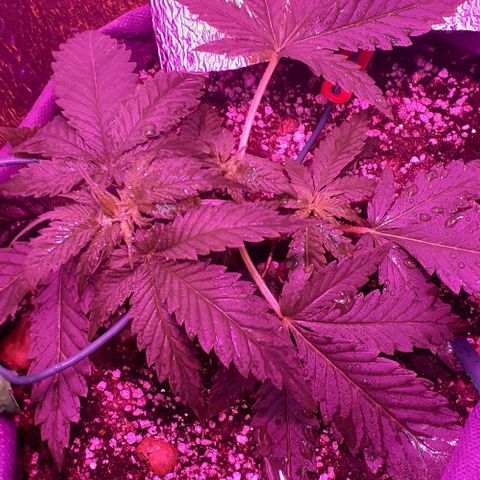 L.S.D. growlog timeline photo