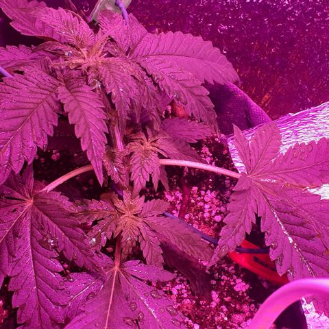 L.S.D. growlog timeline photo