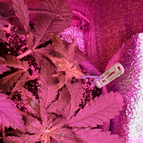 L.S.D. growlog timeline photo