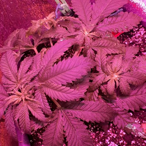 L.S.D. growlog timeline photo