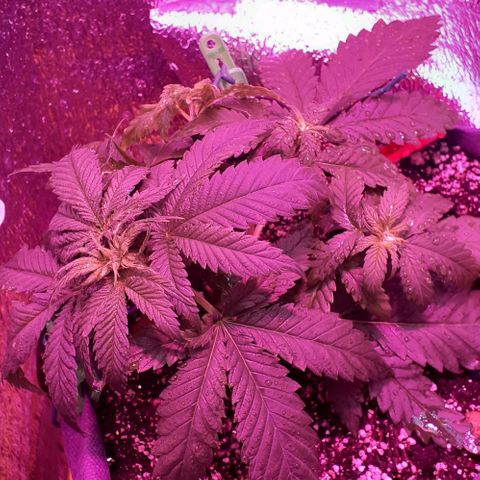 L.S.D. growlog timeline photo