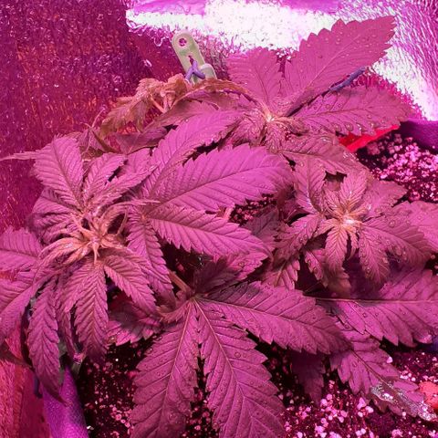L.S.D. growlog timeline photo