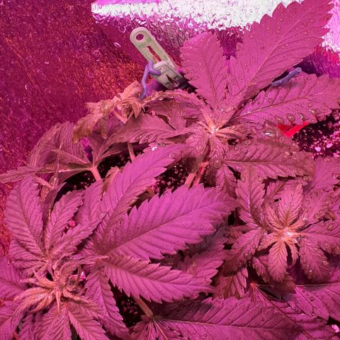 L.S.D. growlog timeline photo