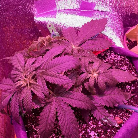 L.S.D. growlog timeline photo