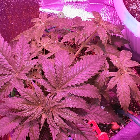 L.S.D. growlog timeline photo