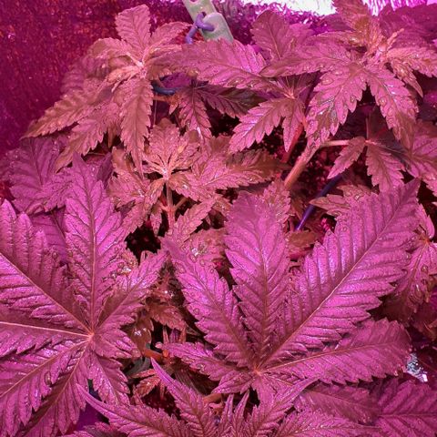 L.S.D. growlog timeline photo