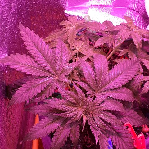 L.S.D. growlog timeline photo