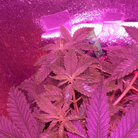 L.S.D. growlog timeline photo