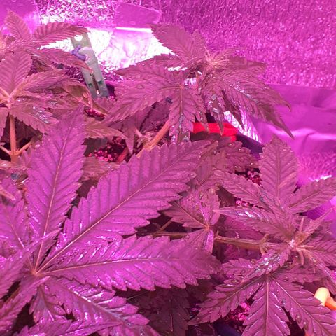 L.S.D. growlog timeline photo