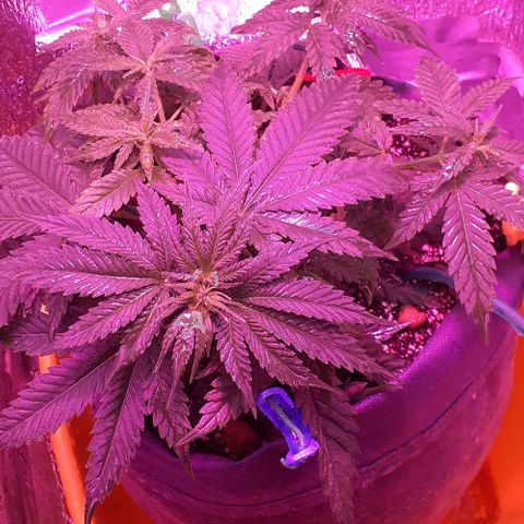 L.S.D. growlog timeline photo