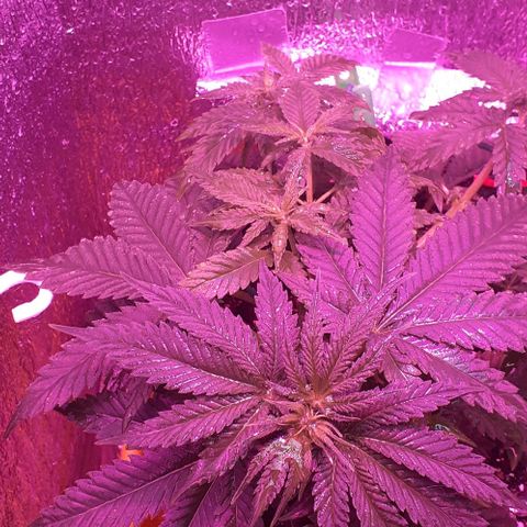 L.S.D. growlog timeline photo