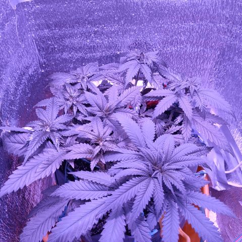 L.S.D. growlog timeline photo