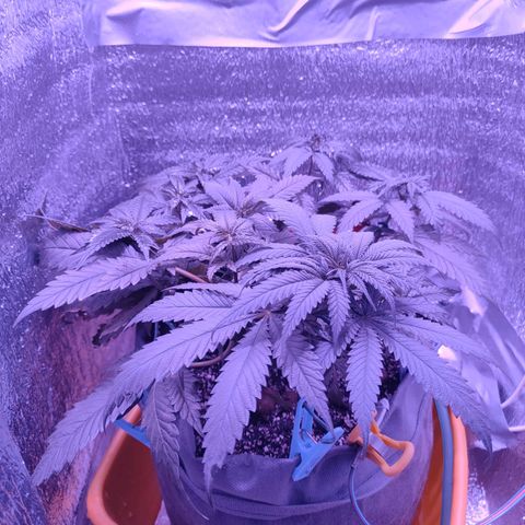 L.S.D. growlog timeline photo