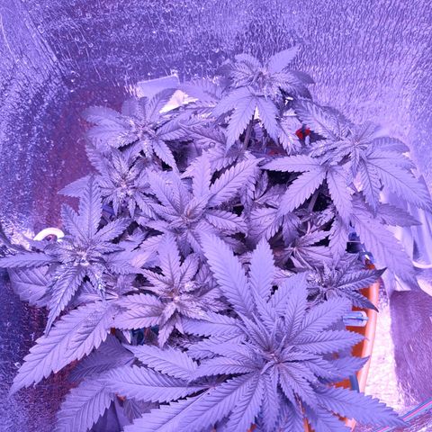 L.S.D. growlog timeline photo