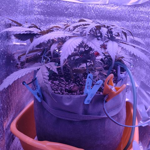 L.S.D. growlog timeline photo