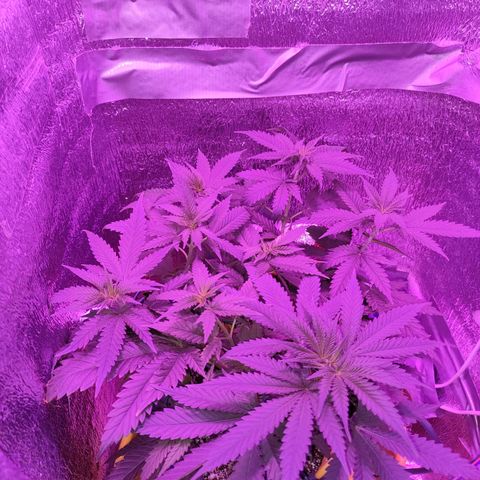 L.S.D. growlog timeline photo