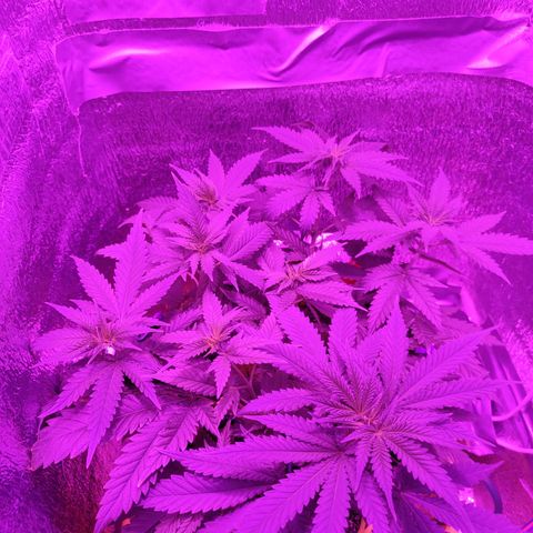 L.S.D. growlog timeline photo
