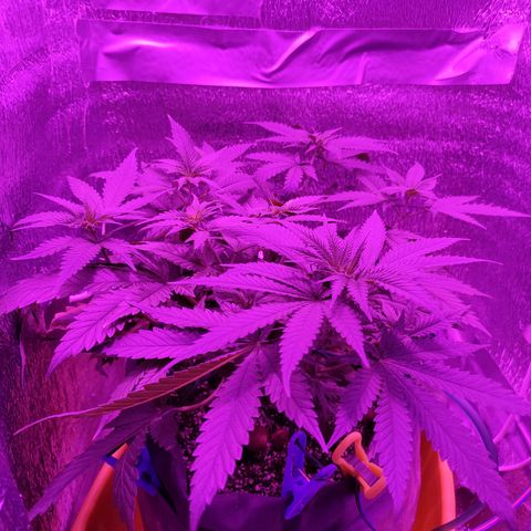 L.S.D. growlog timeline photo