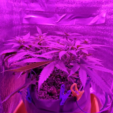 L.S.D. growlog timeline photo