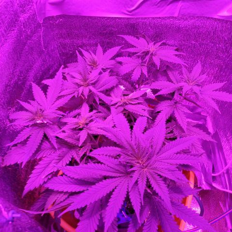 L.S.D. growlog timeline photo