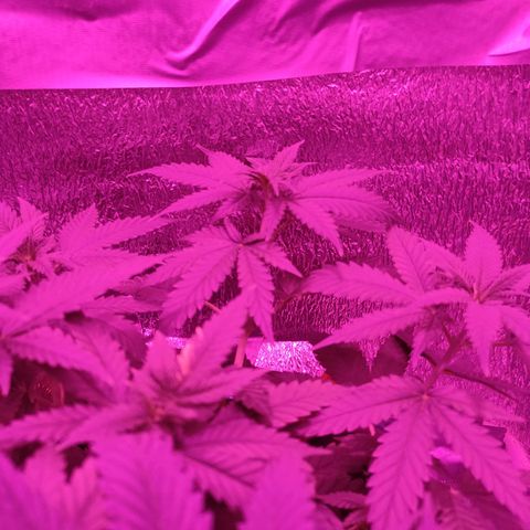L.S.D. growlog timeline photo