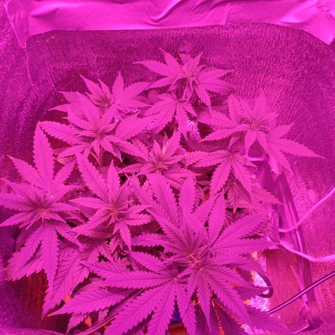 L.S.D. growlog timeline photo