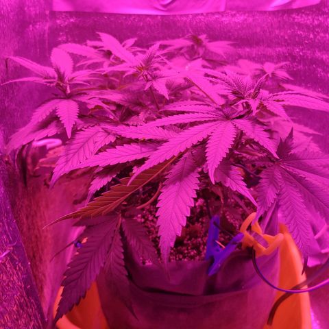 L.S.D. growlog timeline photo