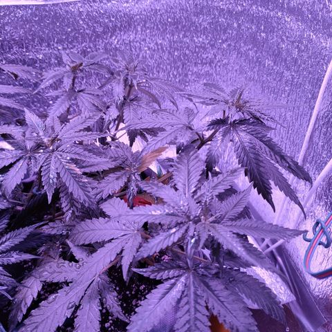 L.S.D. growlog timeline photo