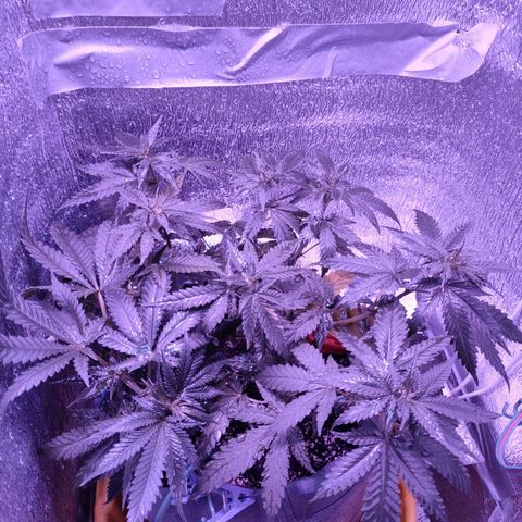 L.S.D. growlog timeline photo